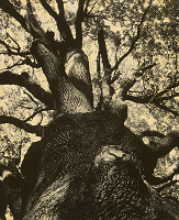 François Kollar – Vetvy najstaršieho francúzskeho duba 