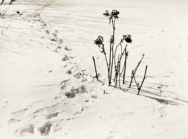 František Lauff – Stopy 