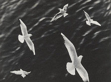 Ivan Kozáček – Čajky 