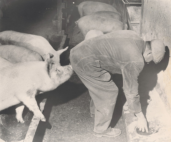 Anton Šmotlák – Veľký Biel Cooperative Farm