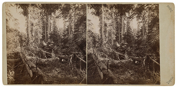 Neznámy autor – Šumava. Šumavský prales 