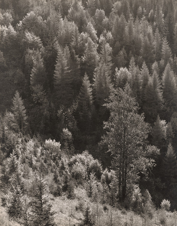 Martin Martinček – Jesenný les