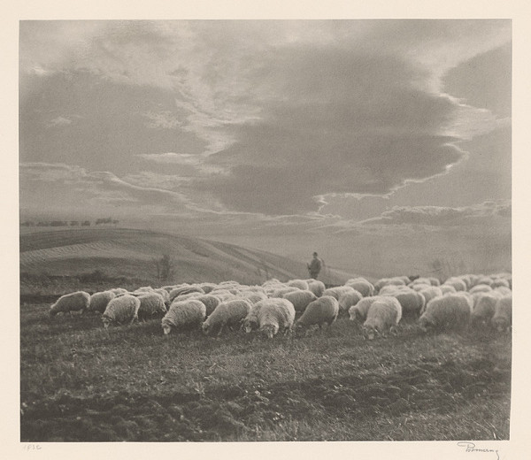 Ladislav Rozman – Ovce na paši