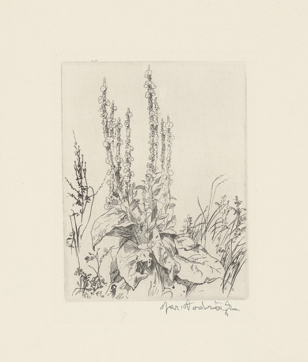 Jaroslav Vodrážka – Horské kvety 