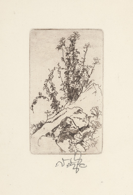 Jaroslav Vodrážka – Kvety na skale 