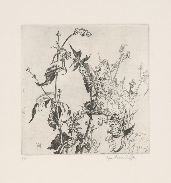 Jaroslav Vodrážka – Plevel 