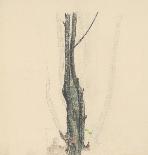 Mikuláš Galanda – Štúdia stromu 