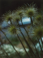 Štefan Hamza – Poniklec slovenský 