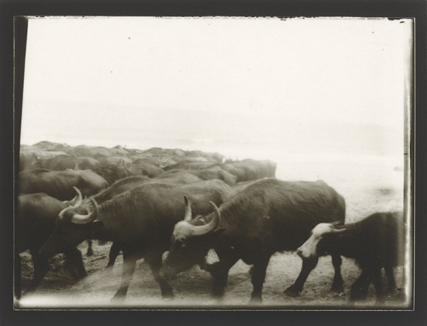 Marie Zavadilová – Cesty 