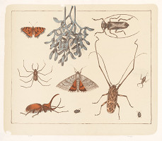 Anton Hollý – Zátišie zberateľa II. 