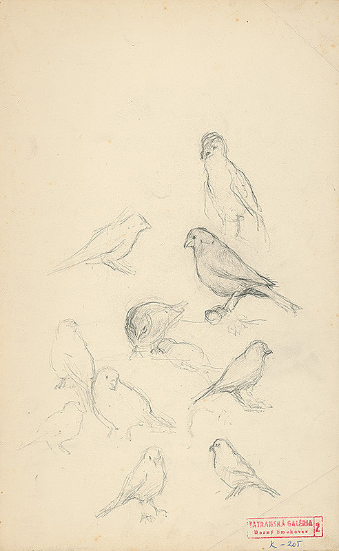 Andor Borúth – Náčrty sediacich vtákov 