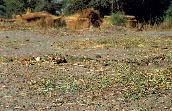 Pavel Maria Smejkal – Osudové krajiny – 1993, Sudán