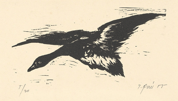 Tibor Gáll – Špička k listu Čakanka 