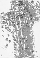 Juraj Meliš – Červený dážď I. 