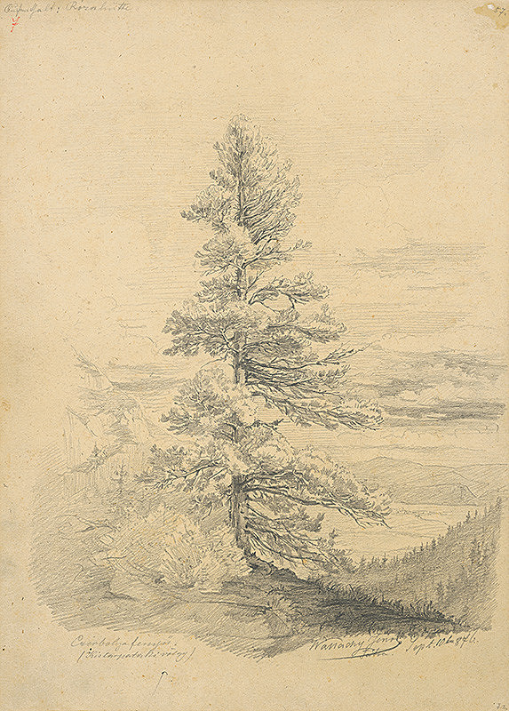 Eugen Wallachy – Štúdia borovice (Malá Studená dolina) 