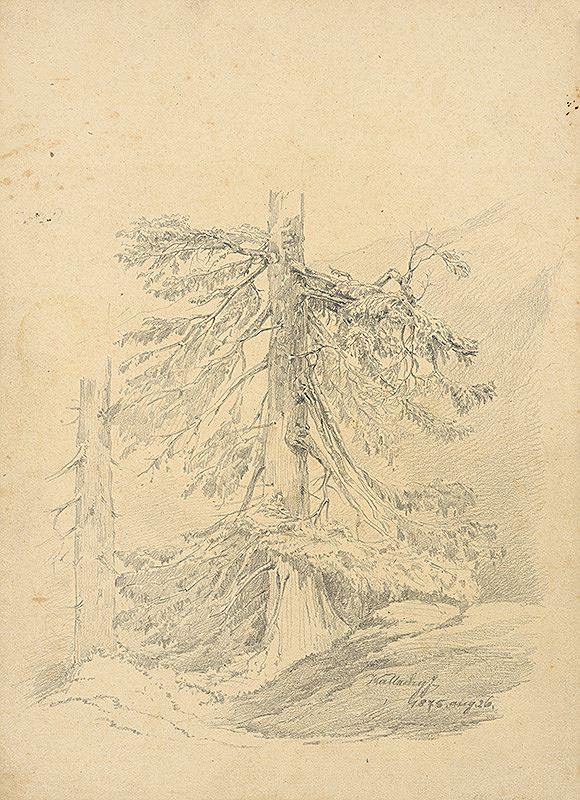 Eugen Wallachy – Štúdia ihličnatého stromu 