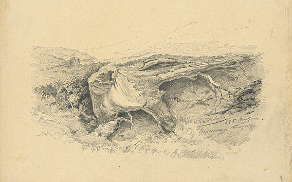 Eugen Wallachy – Štúdia pňa v Kvetnici 