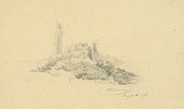 Eugen Wallachy – Štúdia pňa 