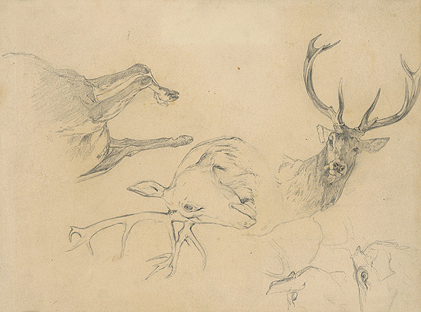 Ľudovít Čordák – Štúdia jeleních hláv 