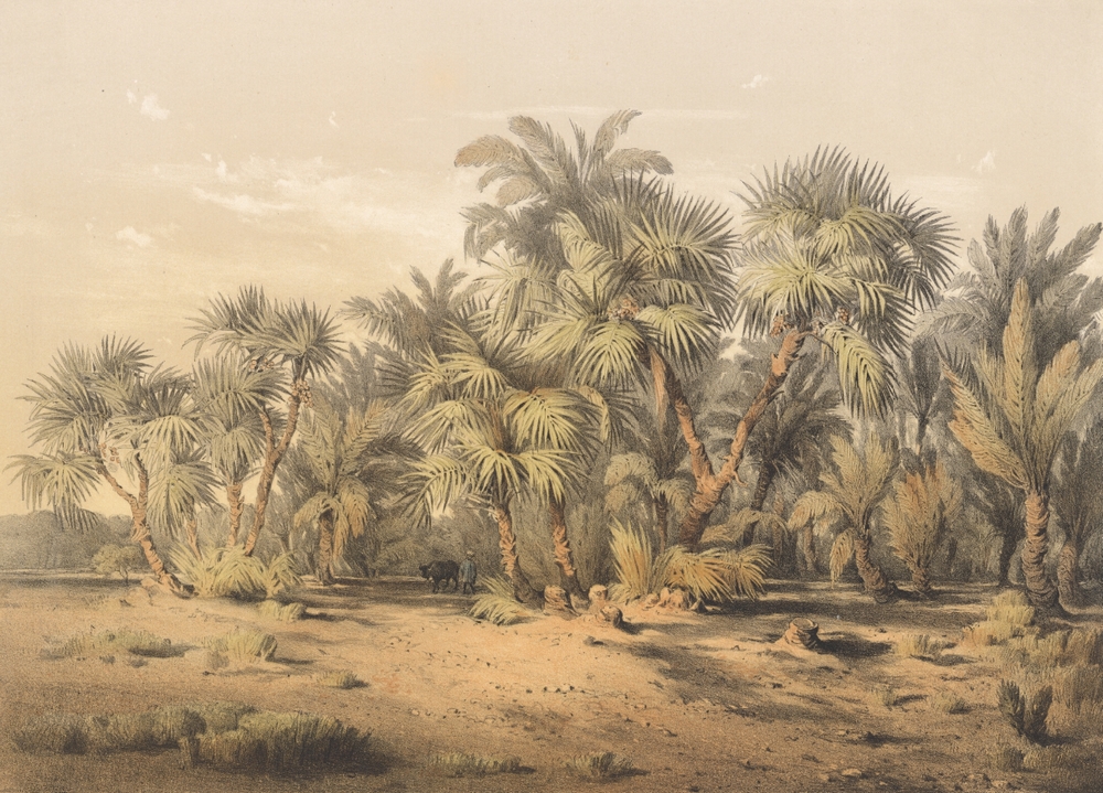 Karol Ľudovít Libay – Palmový les poniže Kenneh, 1857, Stredoslovenská galéria